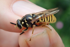 Temnostoma vespiforme