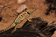 Sceloporus bimaculosus