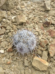 Mammillaria goodridgii