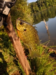 Lepomis gibbosus × macrochirus