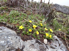 Argentina microphylla