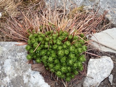 Rhodiola