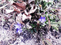 Gentiana affinis