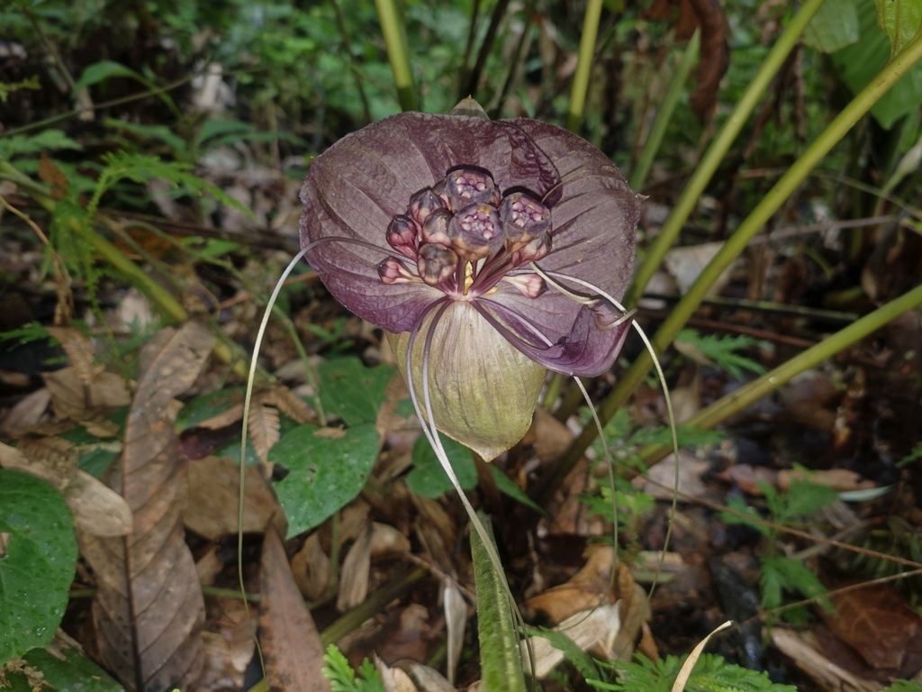 Tacca borneensis