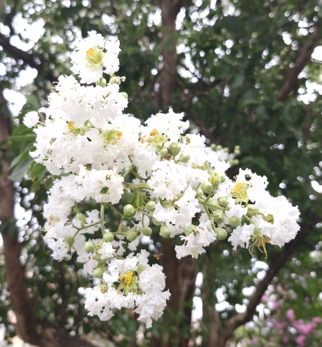 Lagerstroemia indica