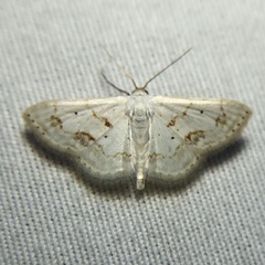 Scopula lautaria