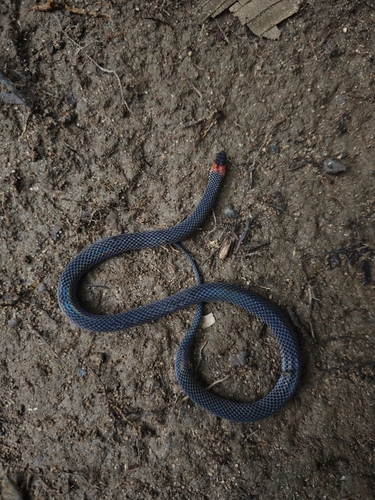 White-collared Reed Snake