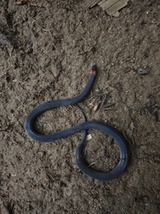 White-collared Reed Snake