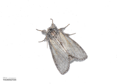 Peridea basitriens
