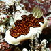 Goniobranchus gleniei - Photo (c) Erwin Koehler, some rights reserved (CC BY-NC), uploaded by Erwin Koehler