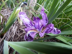 Iris kemaonensis
