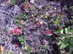 Castilleja litoralis