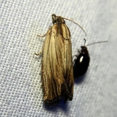 Eucosma radiatana