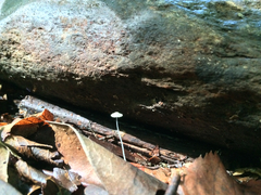 Resinomycena