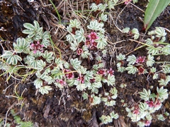 Potentilla purpurea