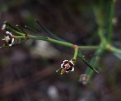 Euphorbia polyphylla