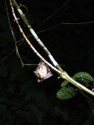 Trefoil Horseshoe Bat