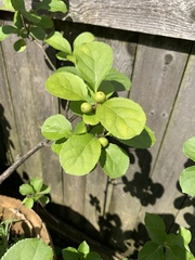 Celastrus orbiculatus