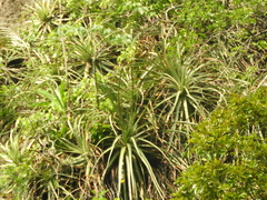 Hechtia mexicana