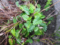 Hermas capitata