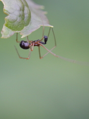 Neottiura bimaculata