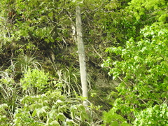 Cephalocereus polylophus