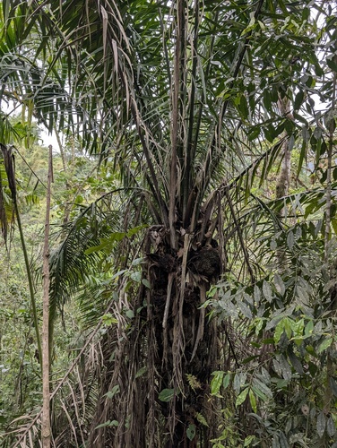 Phytelephas aequatorialis, photograph 3