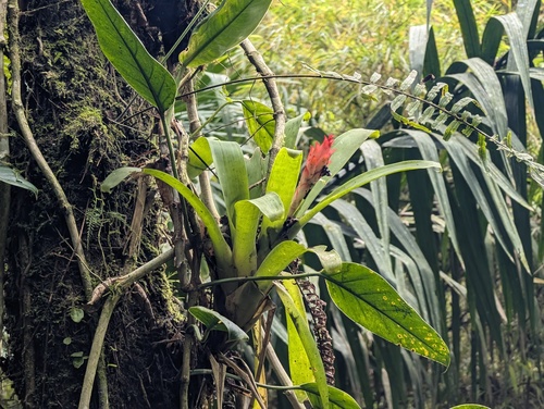 Guzmania osyana, photograph 1