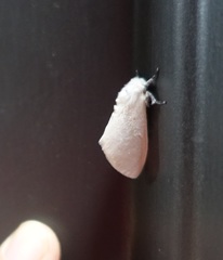 Sphrageidus virguncula