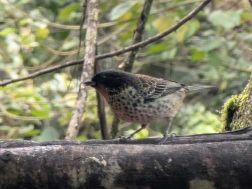 Rufous-throated Tanager (Ixothraupis rufigula), photo 8