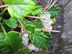 Hermas capitata