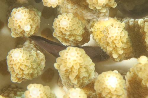 Caracanthus unipinna observed 2024-12-18