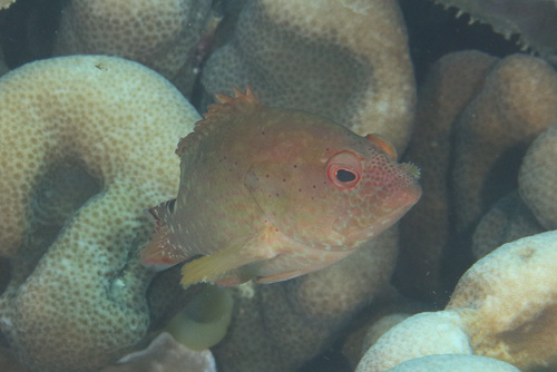 Leopard cod (Cephalopholis leopardus) — Serranidae — 4