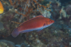 Beau's Wrasse photo 2