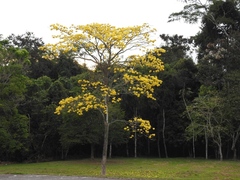 Handroanthus