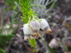 Erica physodes
