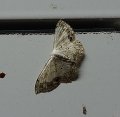 Scopula propinquaria