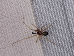 Neottiura bimaculata