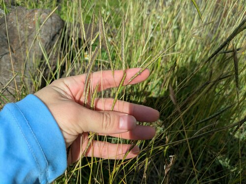 Dichanthium aristatum iNat (1)