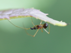 Neottiura bimaculata