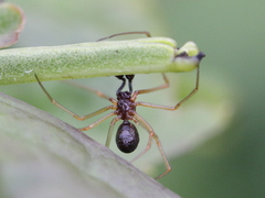 Neottiura bimaculata