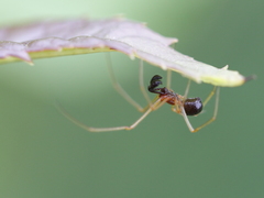 Neottiura bimaculata