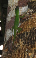 Anolis punctatus