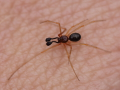 Neottiura bimaculata