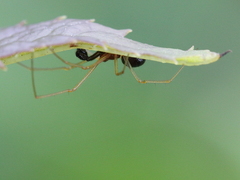 Neottiura bimaculata