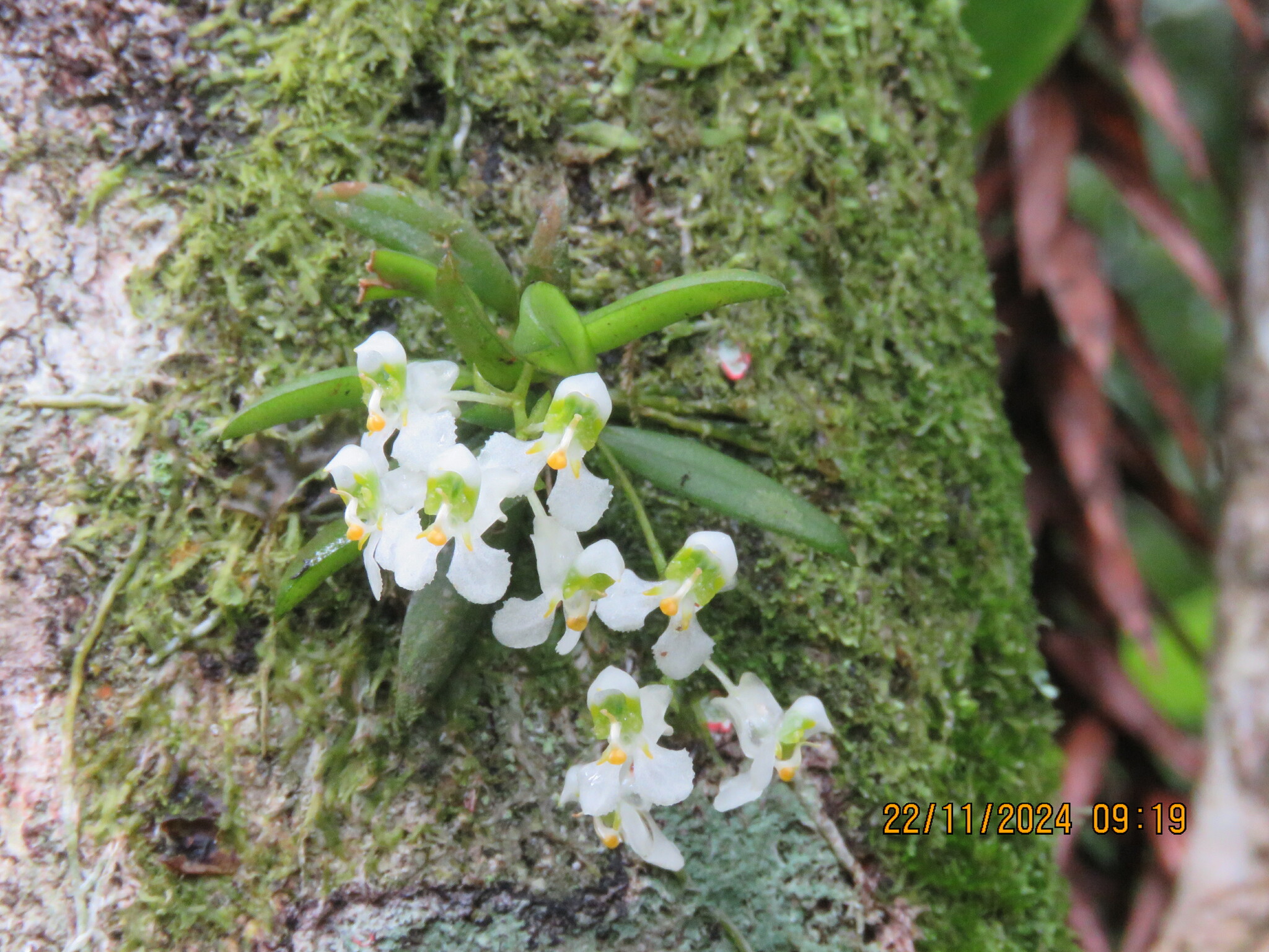 Zygostates alleniana