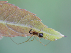 Neottiura bimaculata