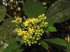 Dilleniaceae