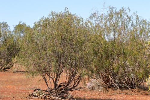 Acacia demissa