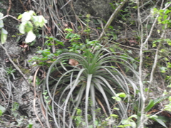 Hechtia mexicana